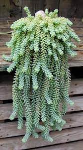 Donkey Tail Plants Hanging Plants Planting Succulents