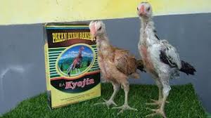 Maybe you would like to learn more about one of these? Kyojin Pertumbuhan Anak Ayam 2x Lebih Cepat Youtube