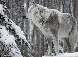 20 Endangered Animals In India You Must See Before They Vanish In No Time Wolf Dog Wolf Pictures White Wolf