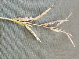 Image result for Eriochloa fatmensis