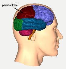 Image result for Parietal Lobe