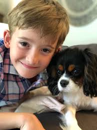 Upcoming Cavachon Litter in Charleston, SC