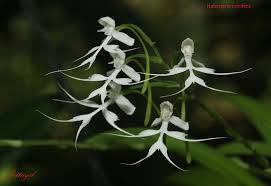 Image result for Habenaria adolphi