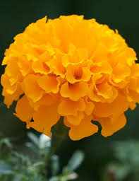 How to grow marigold from seeds in india. Marigold Indian Heirloom Seeds Pack Of 30 Greenmylife