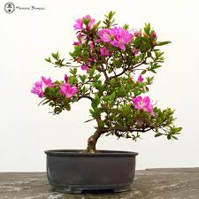 Check spelling or type a new query. Herons Bonsai On Twitter Small Satsuki Azalea Bonsai Trees Now In Flower Herons Bonsai Https T Co Hoiiogio45