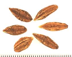 Image result for Combretum adenogonium