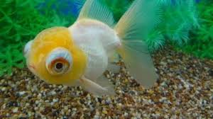 Kucing memiliki beragam warna yang unik dan menarik. 6 Jenis Ikan Mas Koki Termahal Dengan Warna Yang Cantik Hot Liputan6 Com