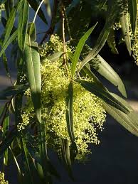 Image result for Searsia lancea