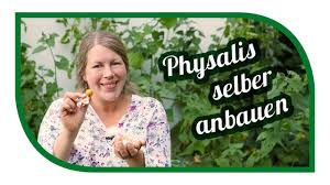 Physalis Erfolgreich Im Garten Anbauen Von Der Aussaat Bis Zu Ernte Physalis Garten Ernte