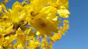 The Magical Properties Of Forsythia Pagan Culture Blogs In 2020 Forsythia Magical Desert Environment