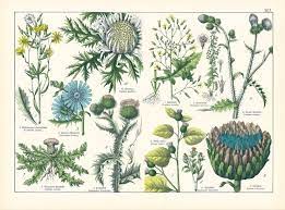 1869 Carline Thistle Flowerhead Artichoke Cirsium Chicory Medicinal Plant Daisy Print Flower Wildflower Victorian Botanical Wall Art Antique Botanical Print Botanical Prints Artichoke Flower