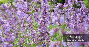 The soil that you use shouldn't be too rich or compacted since catnip, like most other herbs, tend to thrive within poor soil conditions. Growing Catnip Learn How To Care For Catnip Plants