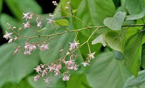 Image result for Grewia inaequilatera