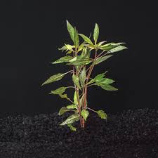 Image result for Hygrophila