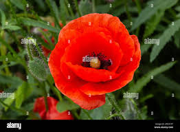 Image result for Papaveraceae