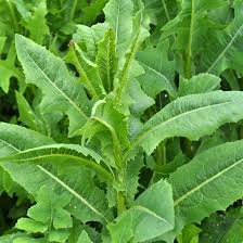 Image result for Lactuca inermis