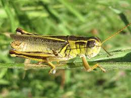 Of them, 28 are endemic, 20 have been introduced by humans, and 156 are rare or accidental. Types Of Grasshoppers With Pictures And Information Green Nature