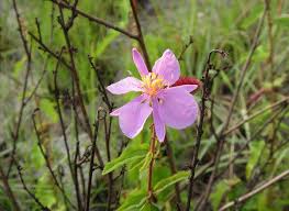 Image result for Clappertonia ficifolia