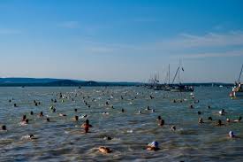 Balaton átúszás résztvevői úsznak az 5,2 kilométeres távon balatonboglár felé. Ungarn Heute Die Neuesten Nachrichten Uber Ungarn