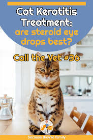 He or she will prescribe the correct strength and dose in conjunction with antiviral treatment. Cat Keratitis Treatment Are Steroid Eye Drops Best Ctv 36 Our Pets Health