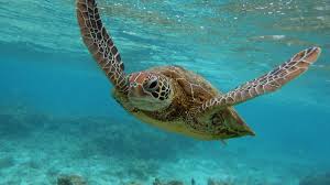 Microplastics Found In Every Sea Turtle In New Research Cnn
