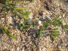 Image result for Tephrosia pumila