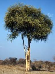 Image result for Boscia filipes