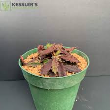 Image result for Euphorbia chevalieri