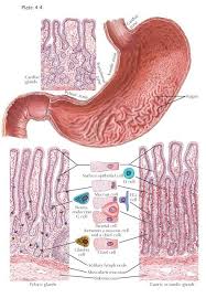 Mucous Membrane Of Stomach The Reddish Gray Mucous Membrane Of The Stomach Composed Of A Surface Layer Of Epithelial Cells T Glandular Cells Stomach Membrane