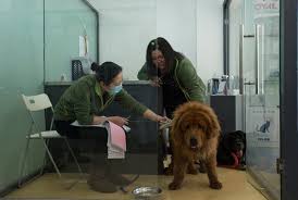 Once Prized Tibetan Mastiffs Are Discarded As Fad Ends In China The New York Times