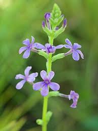 Image result for Buchnera libenii