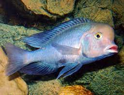 They reach up to about 10 inches (25 cm) in length, and sometimes grow a bit bigger… Blue Dolphin Large Cichlid Arizona Aquatic Gardens