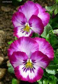 Pin By Muso Karatas On Plants Pansies Flowers Amazing Flowers Pansies