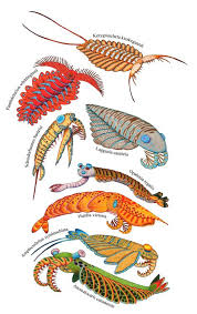 Anomalocaridids As More And More Fossils Are Unearthed The Diversity Of Anomalocarids Becomes Increasin Prehistoric Creatures Ancient Animals Extinct Animals