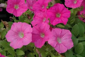 Introduced by ball seed co., energetic growers with trailing stems that spread up to 4 feet or more. Wave Pink Petunia
