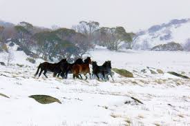 Brumbies In Flight Near Brindle Bull Peak In The Snowy Mountains Brumby Horse Australian Fauna Australian Animals