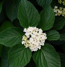 Image result for Rhabdophyllum