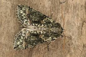 Image result for Polyploca ridens