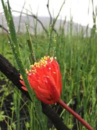 Image result for Hereroa glenensis