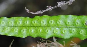 Image result for Lepisorus excavatus