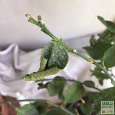 Maladie Citronnier Feuilles Recroquevillees Jardipartage Maladie Citronnier Citronnier Trucs Et Astuces Jardinage