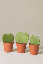 Ferns are the perfect plants for those heavy handed with watering. 7 Heart Shaped Plants Perfect For Valentine S Day Ctrl Curate