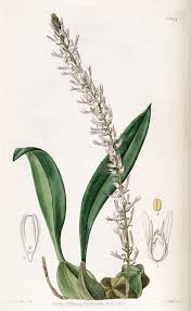 Image result for Bulbophyllum unifoliatum