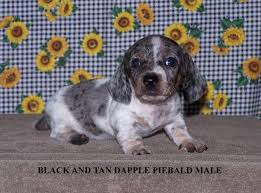 Miniature dachshund puppies for sale in texas, mini dachshunds, dachshund kennel, miniature dachshunds, miniature dachshunds for sale, miniature dachshund puppies for sale in texas, mini dachshunds, akc dachshund puppies, pets, dogs, dachshund puppies for sale in texas, blue/tan, isabella/tan, chocolate/tan, black/tan, red, solid colors, piebald, dapple, brindle in smooth & long coats. Ckc Miniature Dachshund Puppies For Sale For Sale In Mauriceville Texas Classified Americanlisted Com