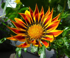 Image result for foto Gazánie