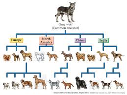Monkeys And Dogs Dog Chart