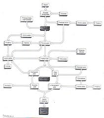 Homework, classwork, substitute teacher material or as part of a study guide. Honors Respiration