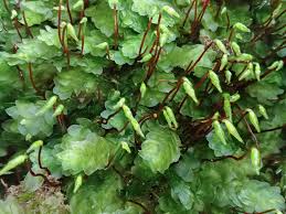 Image result for Strychnos lucens