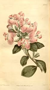 Image result for Podalyria calyptrata