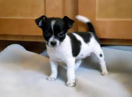 Standard, bronze, silver, gold, and platinum. Chihuahua Mix Black And White And Brown Pets Lovers